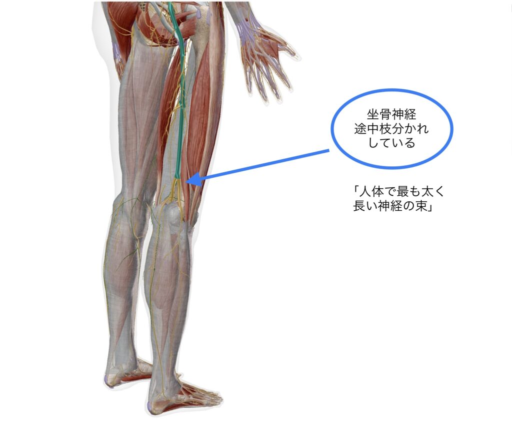 坐骨神経痛　臀部・腿裏の痺れ　反り腰　ヘルニア　脊柱管狭窄症　変形股関節症　梨状筋症候群