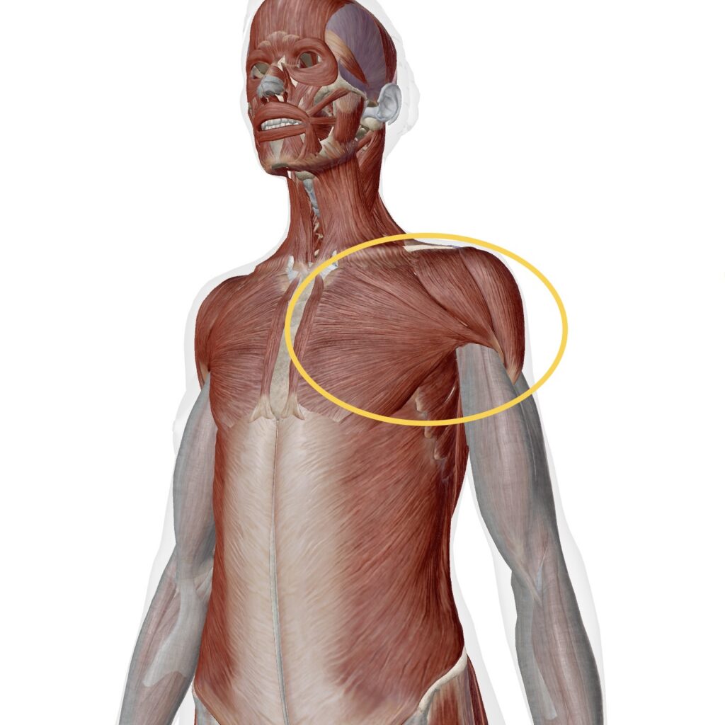 巻き肩、猫背、ストレートネック、五十肩、四十肩、姿勢改善